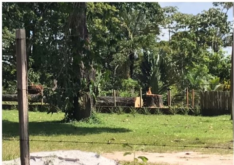 Homem é multado por cortar árvores centenárias no Amazonas