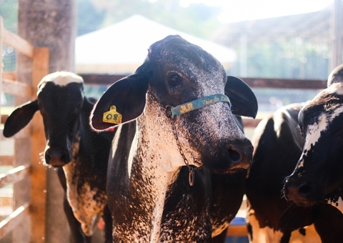Feira de Agronegócios começa hoje com exposição, música e gastronomia em Manaus