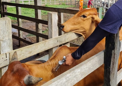 Amazonas vai suspender vacinação contra febre aftosa