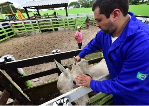 Vacinação contra febre aftosa começa na próxima semana no Amazonas
