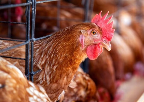 Novos casos de gripe aviária fazem Brasil decretar estado de emergência