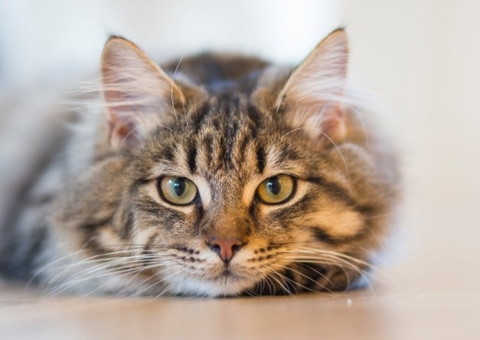 Conheça os benefícios da interação de crianças autistas com pets