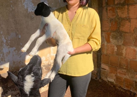 Ovelha rara é roubada de sítio em Manaus e dono oferece recompensa