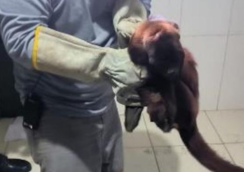 Macaco 'Guariba Vermelha' é resgatado após atropelamento em Manaus