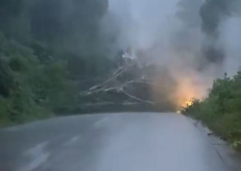 Vídeo: Árvore tomba sobre fiação e causa incêndio no ramal do Paricatuba