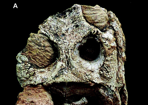 Acervo da Uerj ganha dois fósseis de nova espécie de crocodiliformes