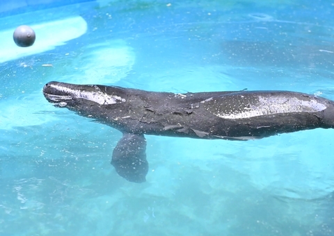 Filhote de peixe-boi resgatado em Urucará é transportado para acolhimento no Inpa