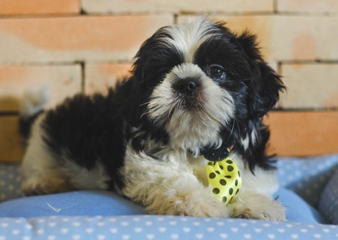 Pet shop que permitiu fuga e morte de cão vai indenizar tutores do animal
