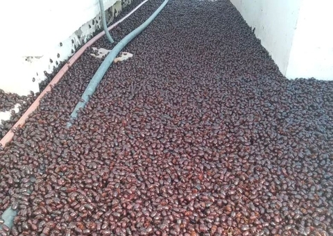 Cidade argentina é invadida por uma nuvem de besouros; vídeo 