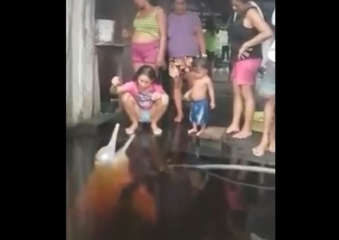 Vídeo: Boto 'encanta' família ao se exibir na porta de casa no Amazonas