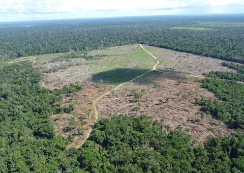 PF investiga grupo suspeito de esquema milionário de desmatamento ilegal no Amazonas