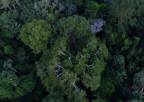 Desmatamento na Amazônia tem queda de 70% em janeiro, diz governo