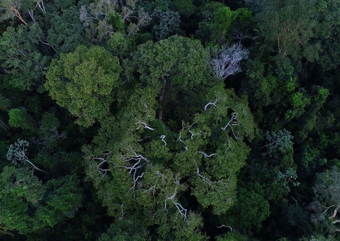 Amazônia: John Kerry pede ações do Brasil em relação ao meio ambiente