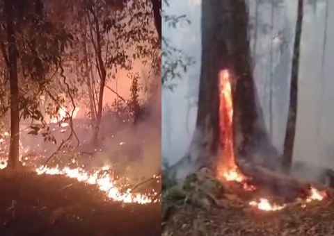 Incêndio consome mata e desespera moradores de comunidade ribeirinha de Manaus