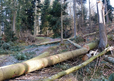 Mulher morre ao ser atingida por árvore que era serrada pela irmã no Amazonas