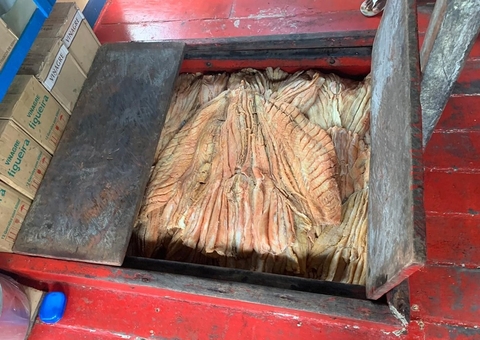 Dez toneladas de pirarucu ilegal são apreendidos no Porto de Manaus