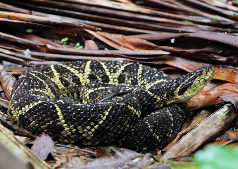 Veneno de cobra brasileira tem molécula que inibe o coronavírus