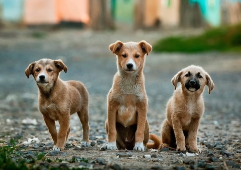 Cadastro para doação de ração a protetores e cuidadores de animais é aberto