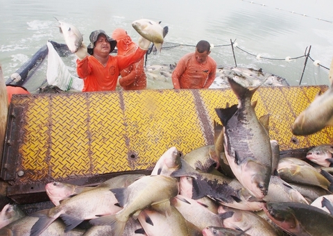 Começa nesta terça Feirão do Peixe para Semana Santa em Manaus