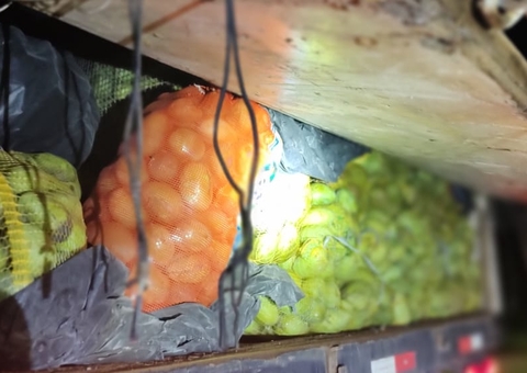 Sete toneladas de frutos com entrada proibida no Amazonas são apreendidas