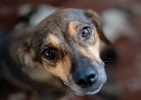 Código de Direito e Bem-Estar Animal é sancionado no Amazonas