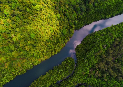 Licitação de 10 unidades de manejo florestal no Amazonas liberada pelo TCU