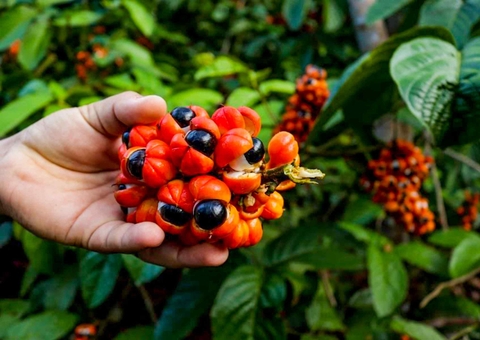 Açaí e guaraná ajudam na cicatrização e contra envelhecimento, aponta Fapeam