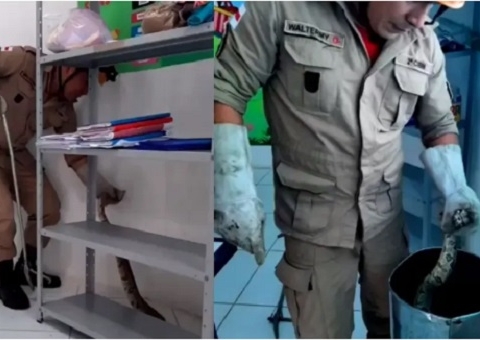 Professores se assustam com jiboia dentro de sala em creche no Amazonas
