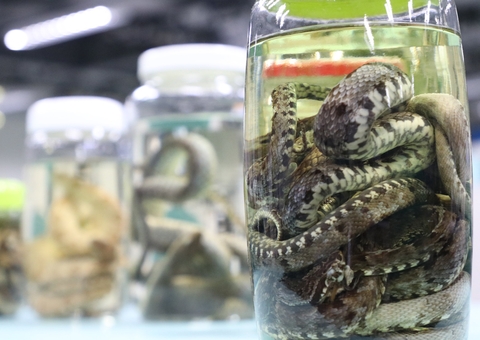 Amazonas registra 1.788 acidentes com animais peçonhentos neste ano