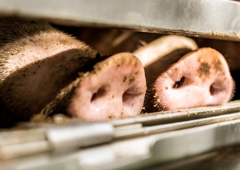 Cerca de 4 mil porcos são arrastados por enchente no RS, relata produtor