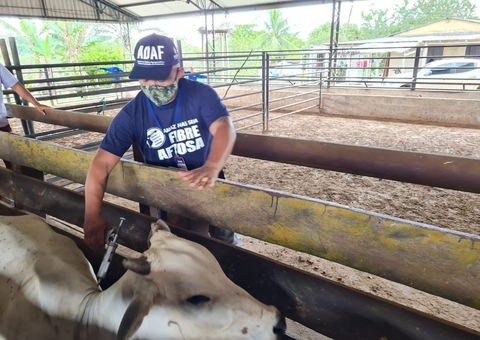 Campanha de vacinação contra Febre Aftosa começa este mês no Amazonas