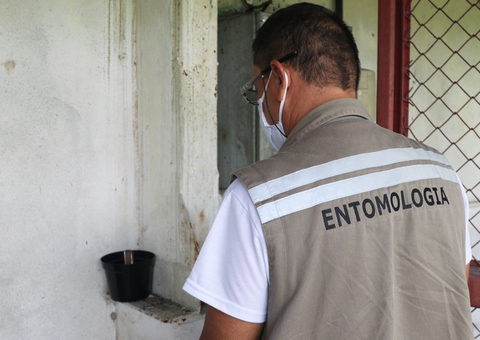 Resistência do Aedes aegypti a inseticidas é testada em armadilhas instaladas no Amazonas