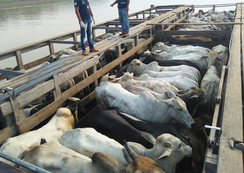 Confira as normas para transporte seguro de animais com risco de febre aftosa no Amazonas