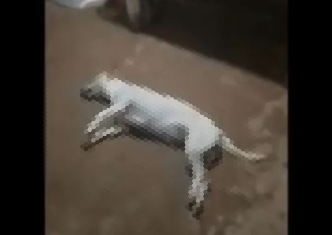 Cadela morre após ser estuprada por homem durante dois dias