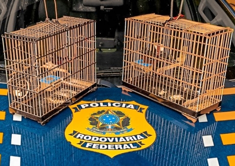 ‘Curiós’ transportados ilegalmente são resgatados no Amazonas