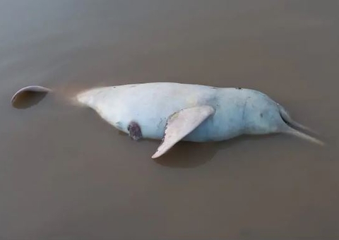 ICMBio investiga a morte de 110 botos no interior do Amazonas 