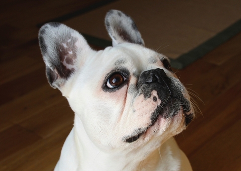 Justiça autoriza passageiro a viajar com buldogue francês em cabine de avião