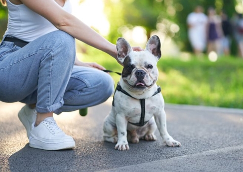 Tutor é indenizado por morte de cão durante transporte de Manaus a Boa Vista