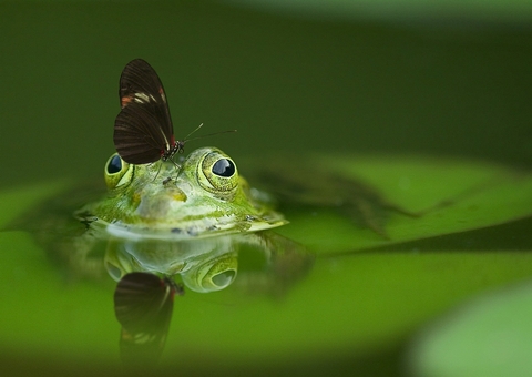 Nova espécie de sapo é descoberta na Mata Atlântica