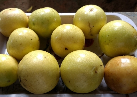 Mais que um calmante natural, maracujá também é anti-inflamatório poderoso