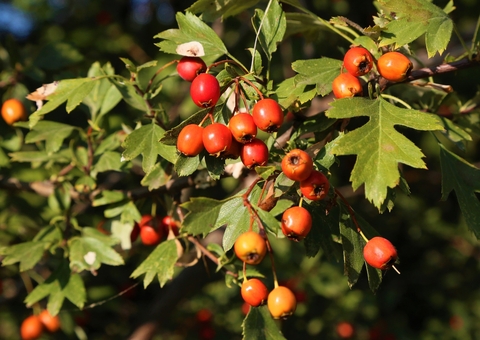 Consumir esta fruta pode diminuir o colesterol, entre outros benefícios 