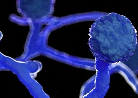 Amazonas investiga caso suspeito de ‘fungo preto’