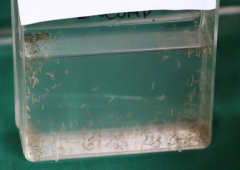 Amazonas realiza ação de combate à dengue em Dia D de Mobilização