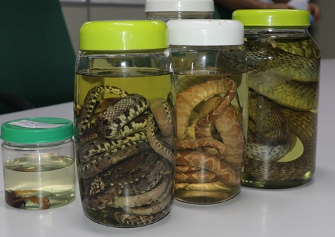 Amazonas apresenta estabilidade em acidentes com animais peçonhentos