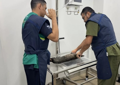 Gata agredida em residencial de Manaus é resgatada e suspeito é identificado