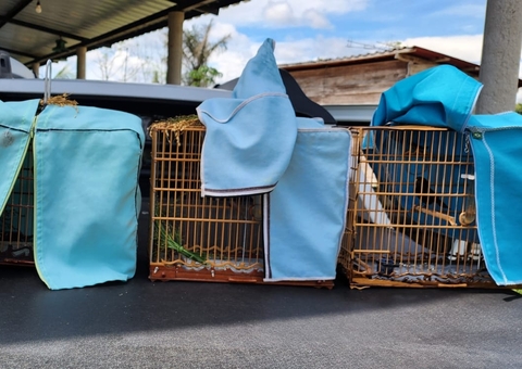 Três pessoas são multadas por captura ilegal de aves em Iranduba