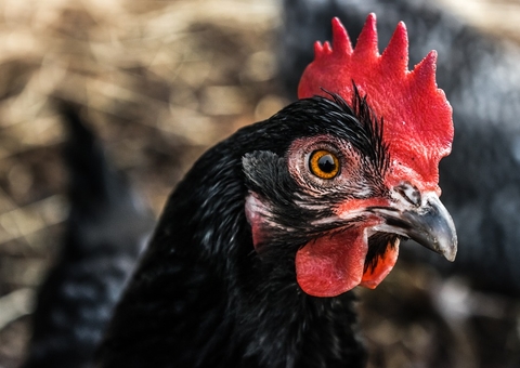 Genro é indiciado por chamar ex-sogra de ‘galinha preta de macumba’