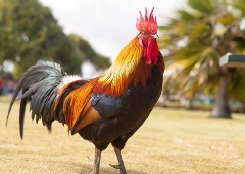 Galo que era explorado em rinha mata o próprio dono