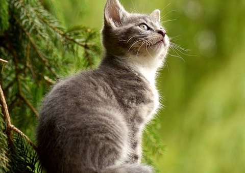 ONU traz recomendações para reduzir transmissão de covid em animais