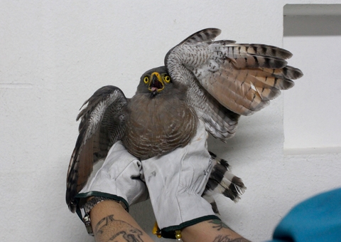 Gavião-carijó com suspeita de fratura é resgatado próximo ao Sambódromo